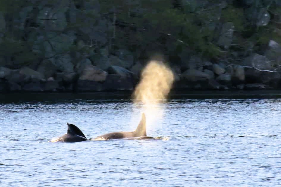 5 Orkas vor dem Helvikfjord, ein seltenes Zusammentreffen