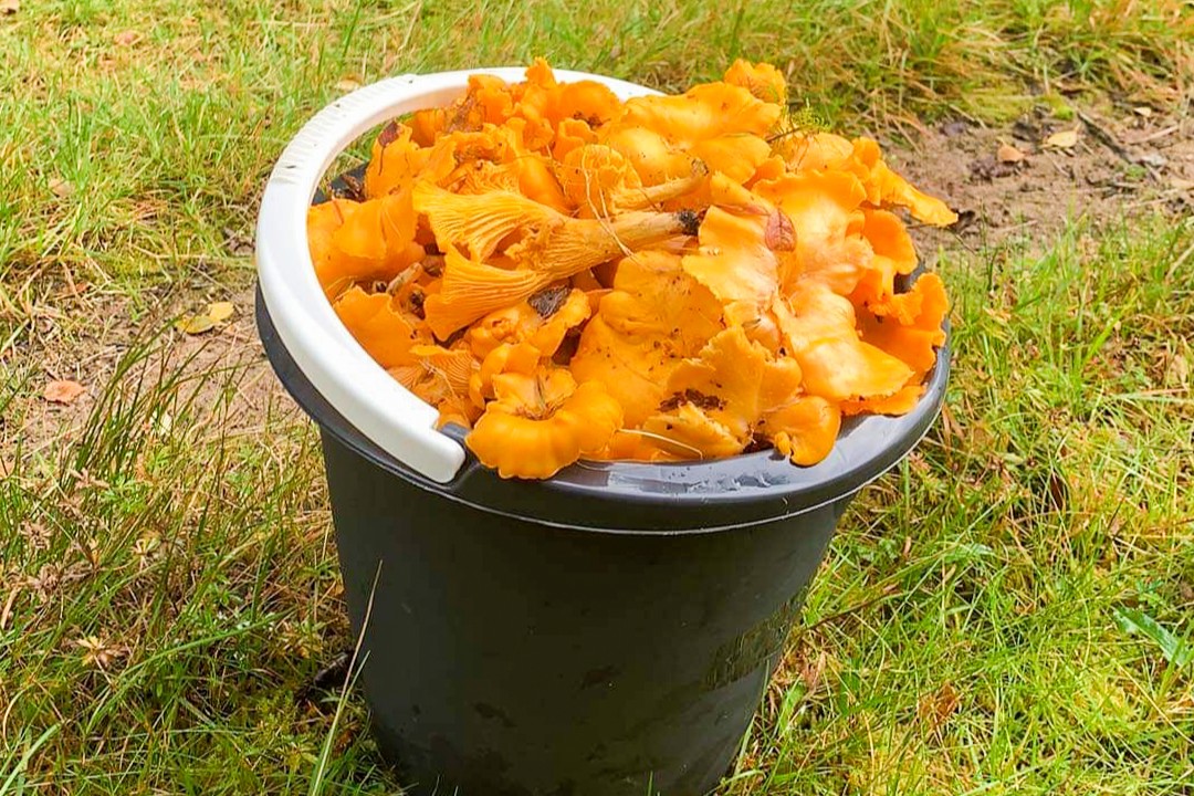 Pilze satt, Pfifferlinge