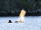 Farsund Nordstranda Hytte 1