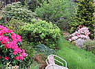 Rhododendren