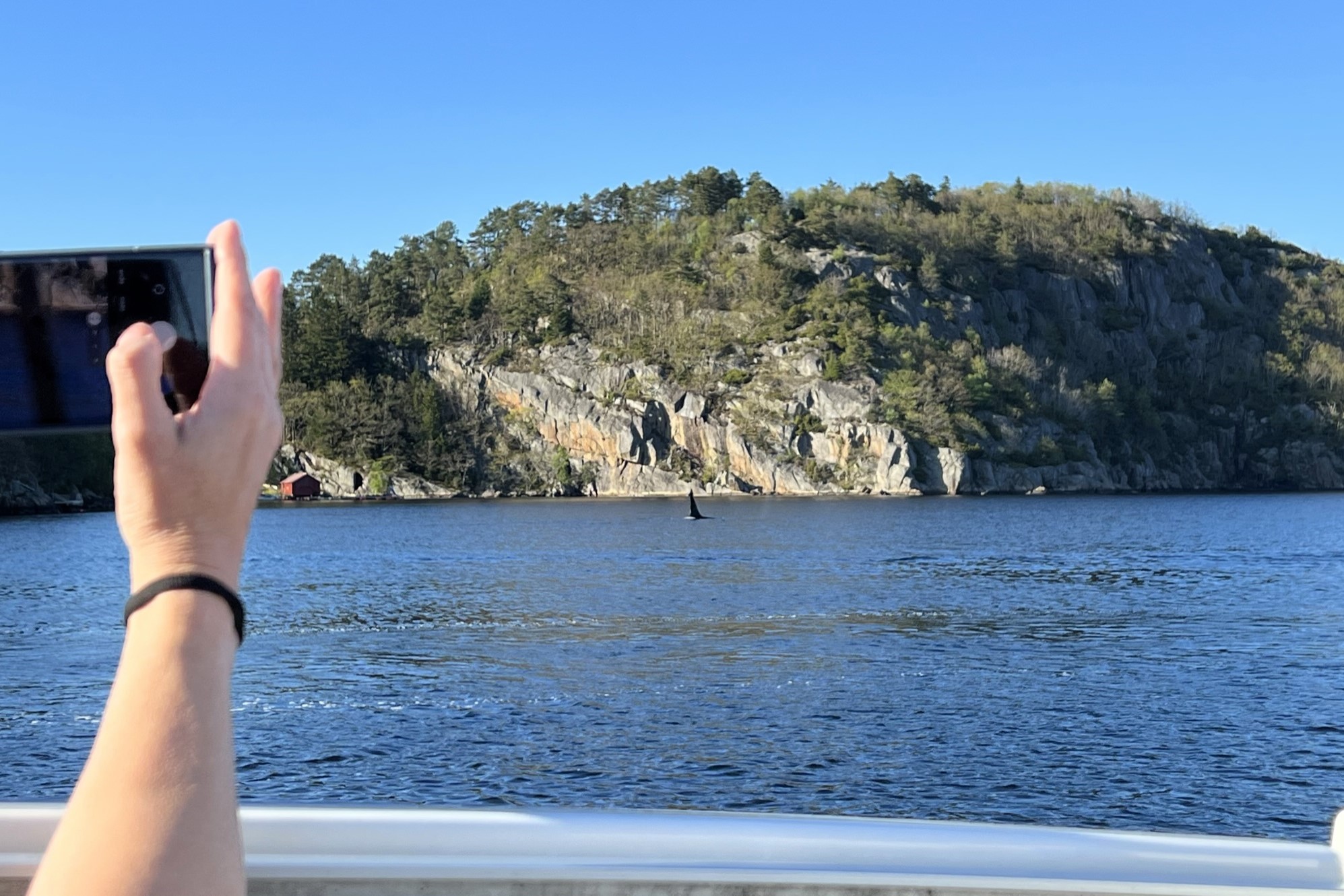 Orkas zu Besuch in Farsund