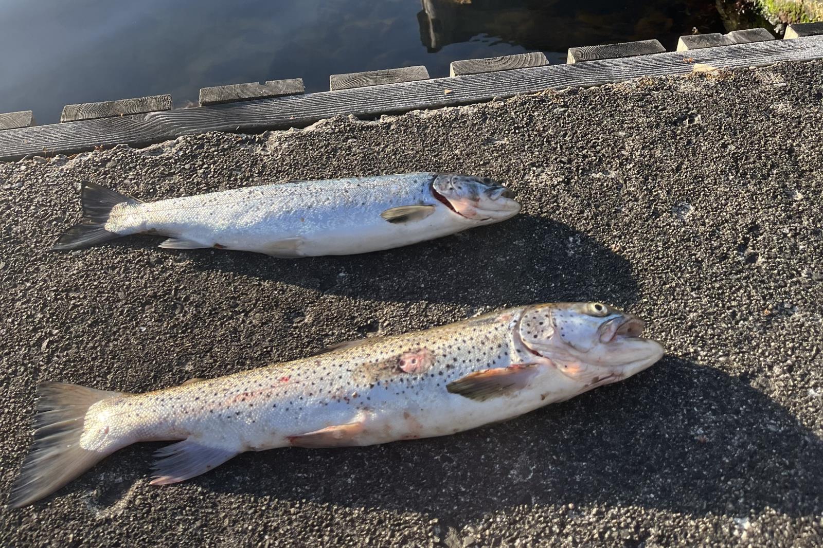 Meerforellen vom Steg