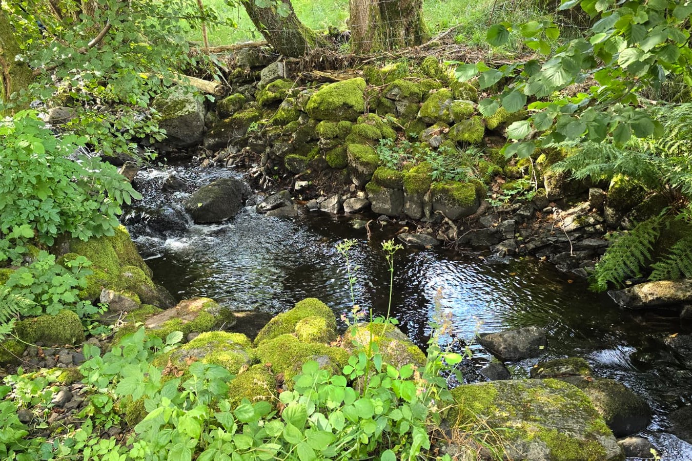 Bachlauf am Grundstück
