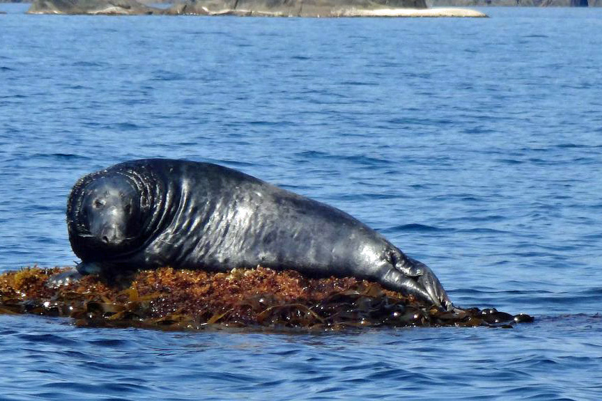 Robbe im Eidsfjorden