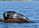 Robbe im Eidsfjorden