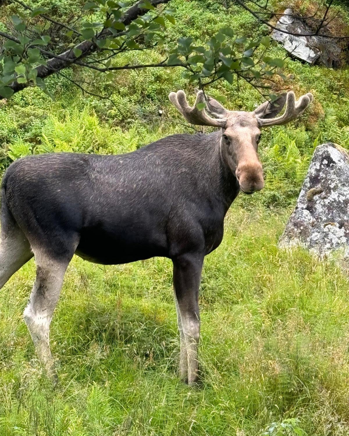 Elche hautnah erleben