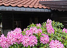 Rhododendren im Mai u. Juni überall