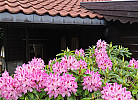 Rhododendren im Mai u. Juni überall