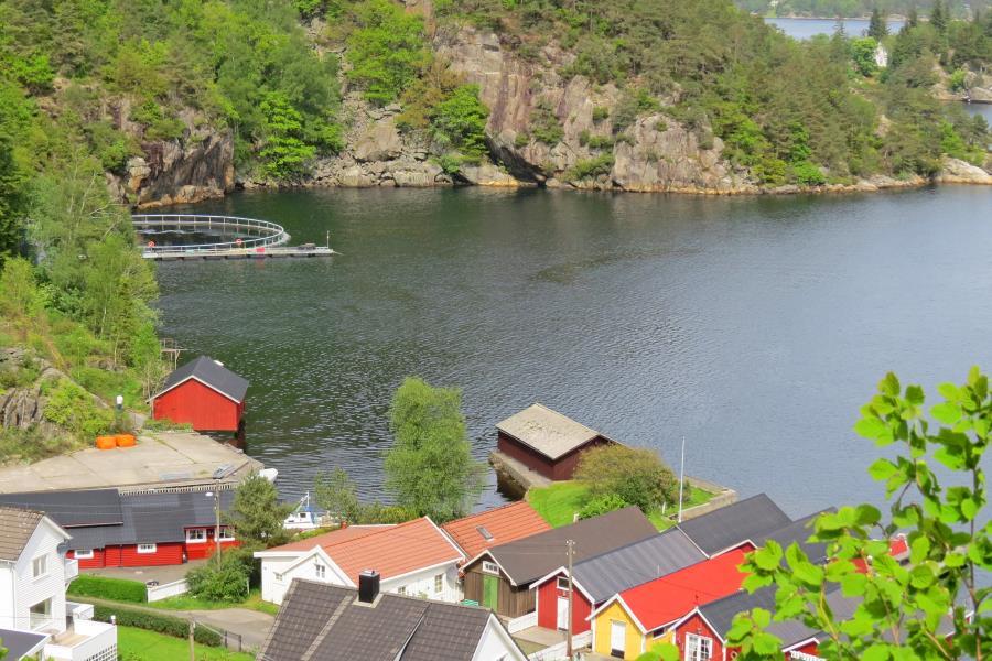 Fjellsa Blubberblasenbucht, reichlich Fisch